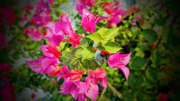 L'Impact Environnemental des Maisons de Ville : Une Exploration Inédite et Approfondie