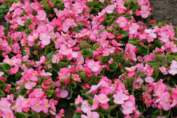 Comment transformer votre maison en un espace durable et éco-responsable ?